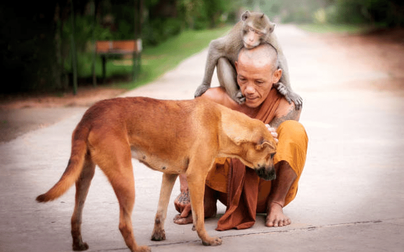 Ngũ giới là gì_ Bao gồm giới nào_ Lợi ích khi thọ ngũ giới