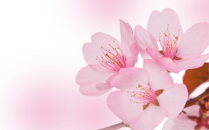 Cắm hoa trên bàn thờ_ Cách cắm, mẫu hoa và lưu ý khi cắm (5)