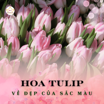 50+ hình ảnh hoa Tulip trắng, hồng đẹp dành điện thoại, máy tính